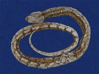 藏品(擬龜殼花)的圖片